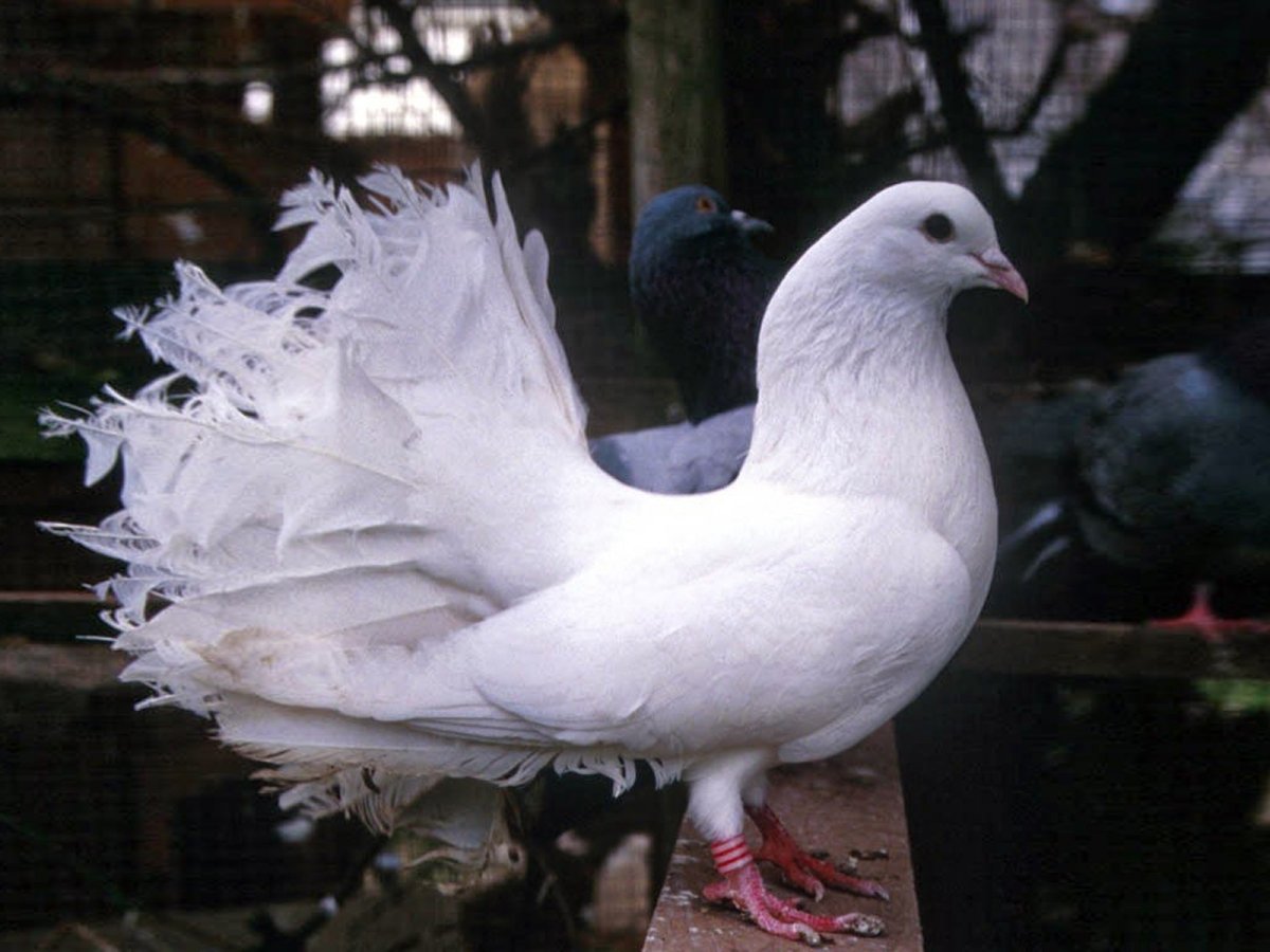 Голубь Ломан