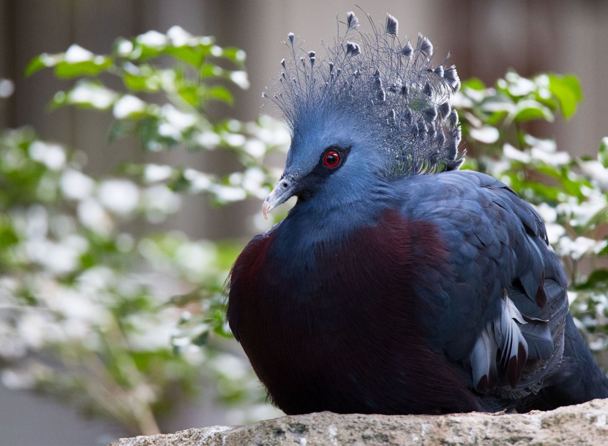 Венценосные голуби в Австралии