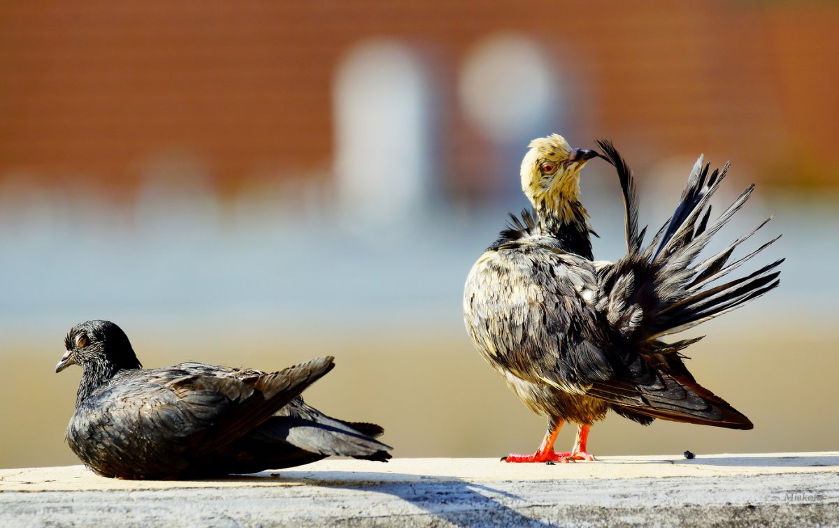 Декоративные голуби Павлины