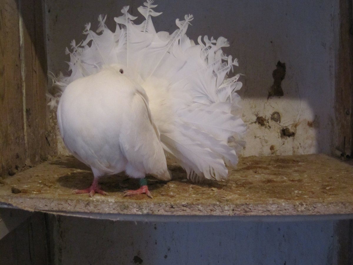 Черноплечий Павлин