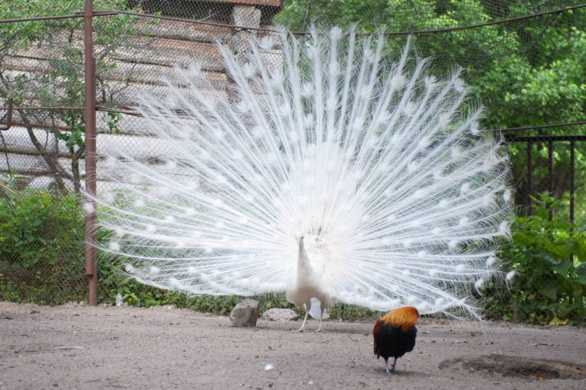 Винно красный голубь