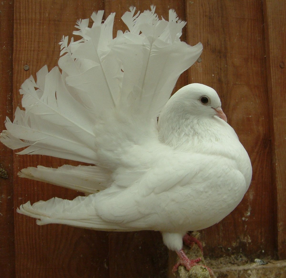 Голуби породы Апатин