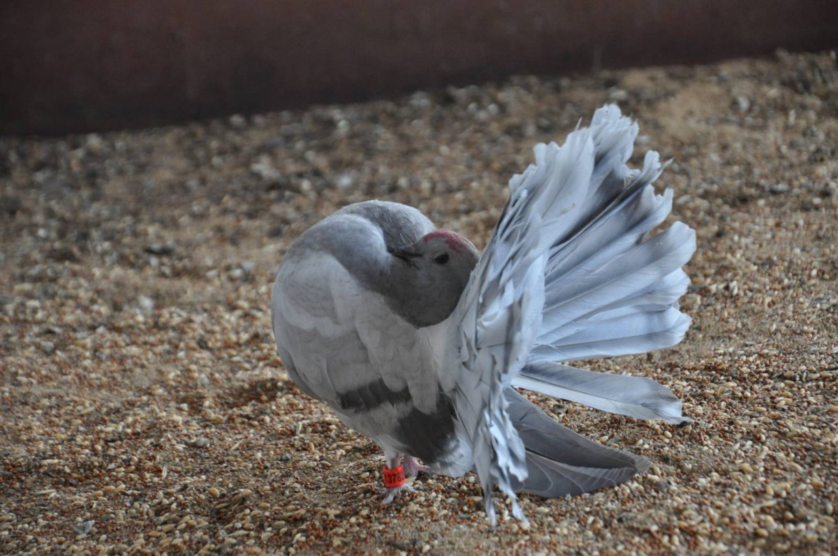 Красивые голуби