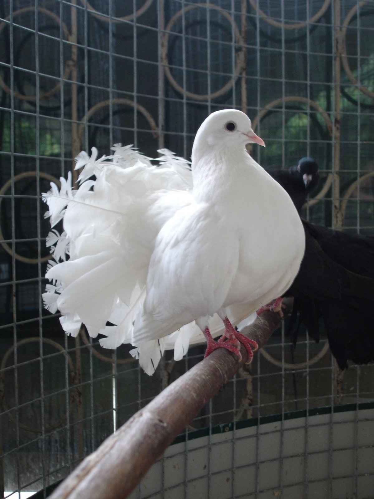 Голуби породы Павлин