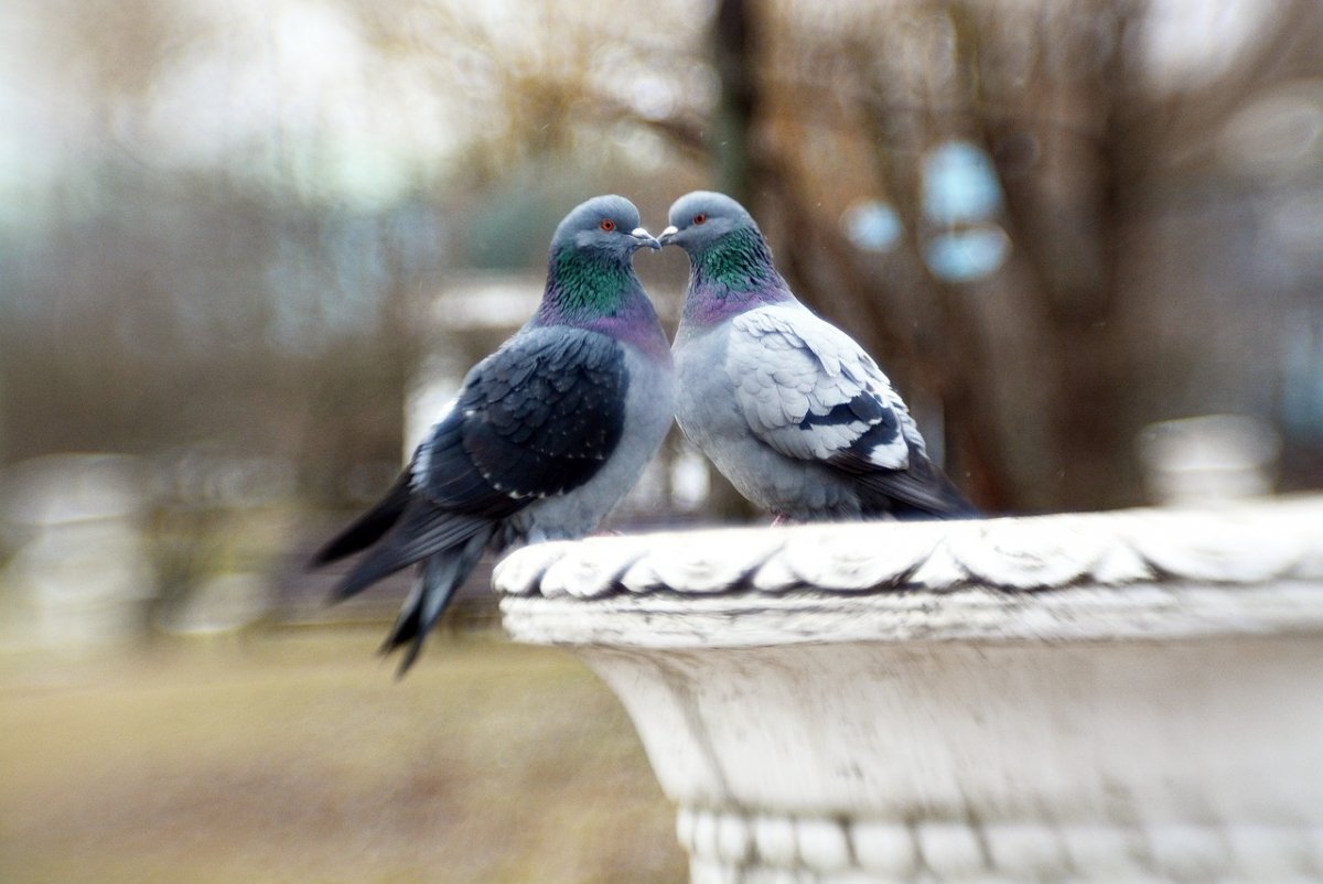 Веероносный венценосный голубь