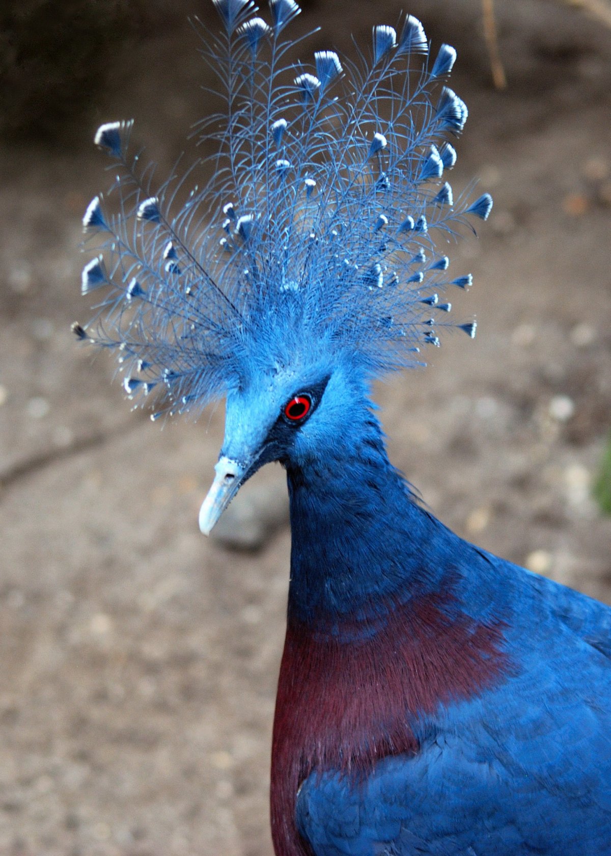 Каштановогрудый венценосный голубь