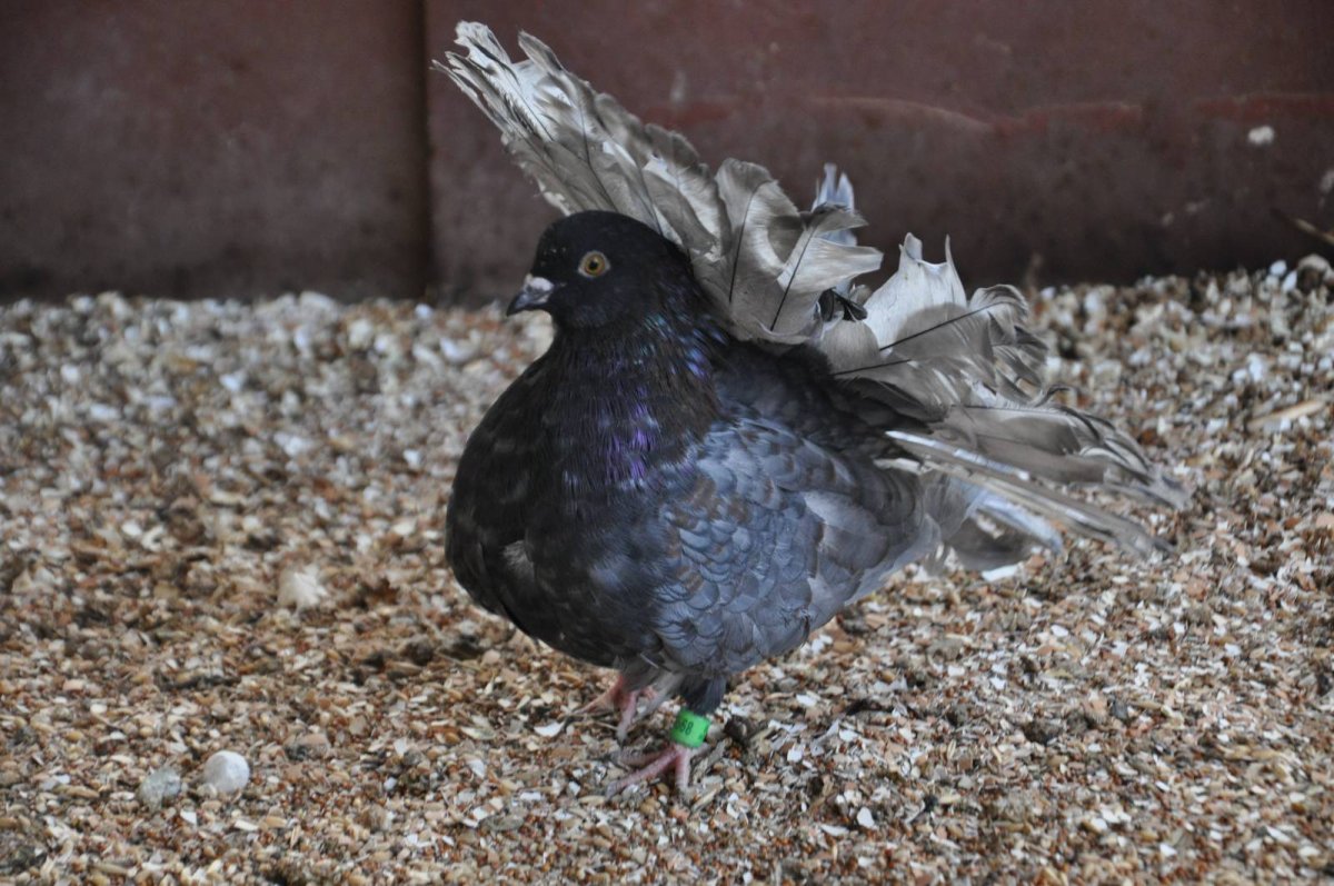 Павлин голубь чубатый