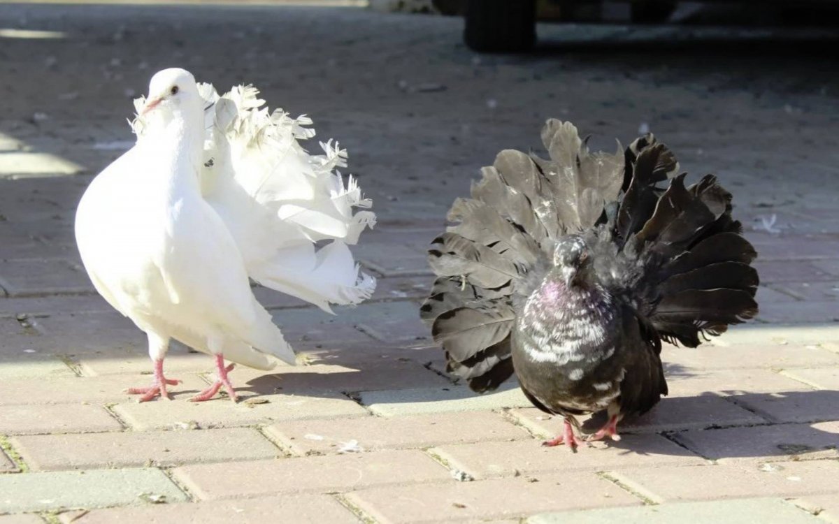 Редкие голуби