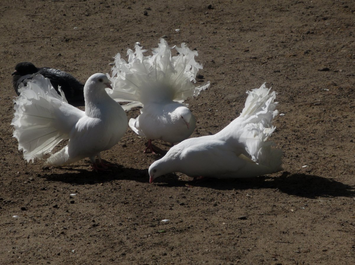 Королевский Павлин голубь