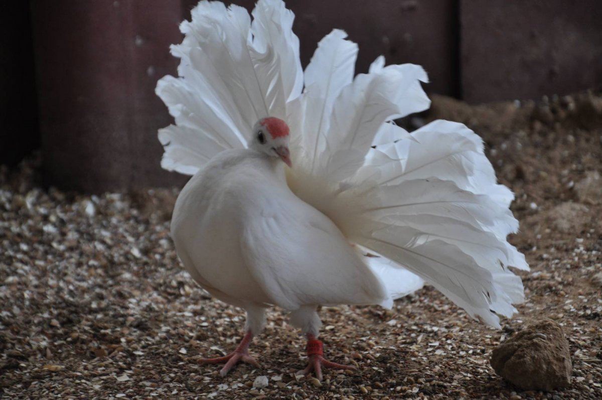 Голубь Павлин белый