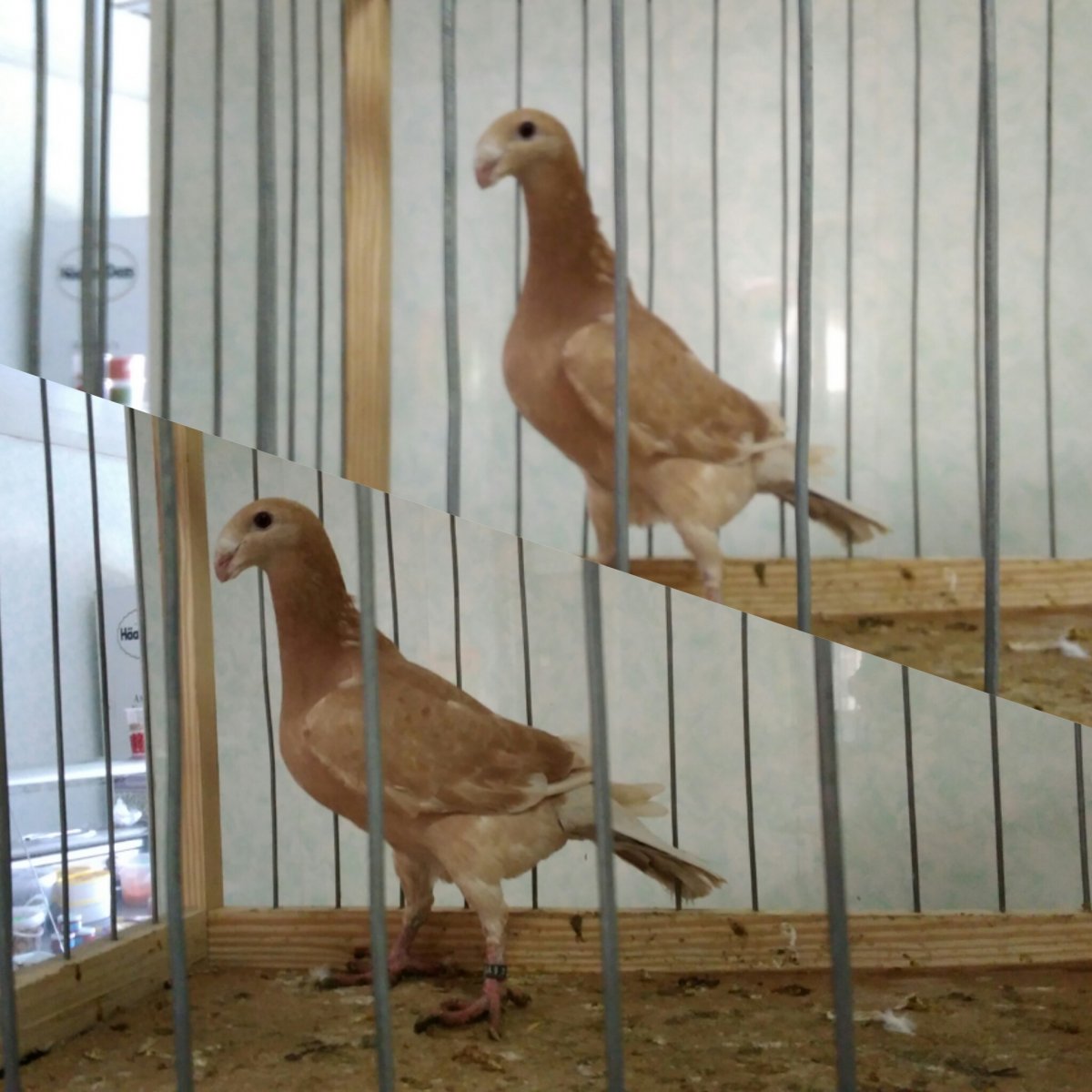 Голуби немецкие выставочные красные