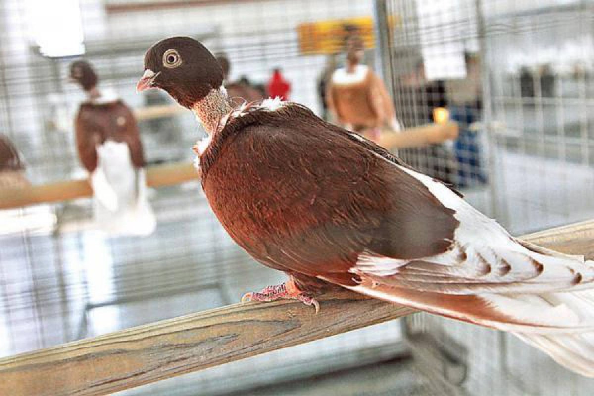 Американские голуби