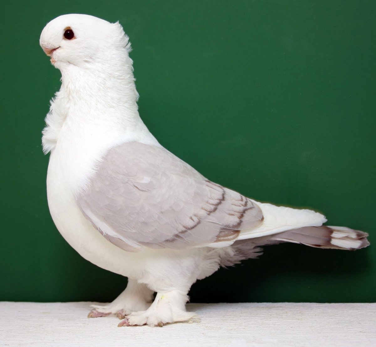 Голуби породы Арденны