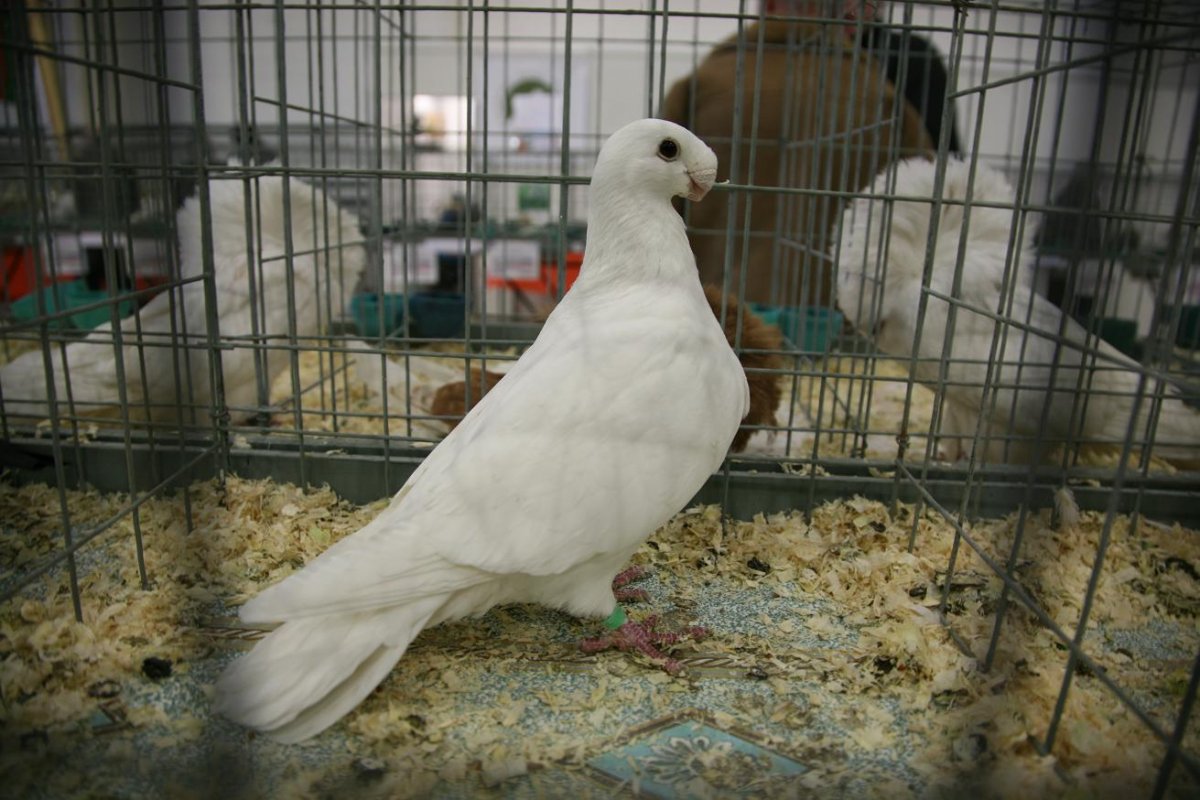 Голуби на зоорынке