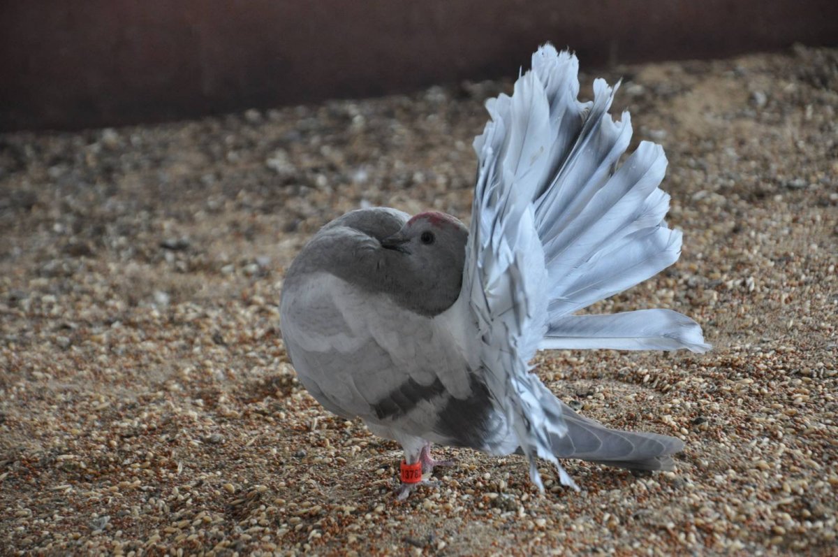 Голуби породы Павлин
