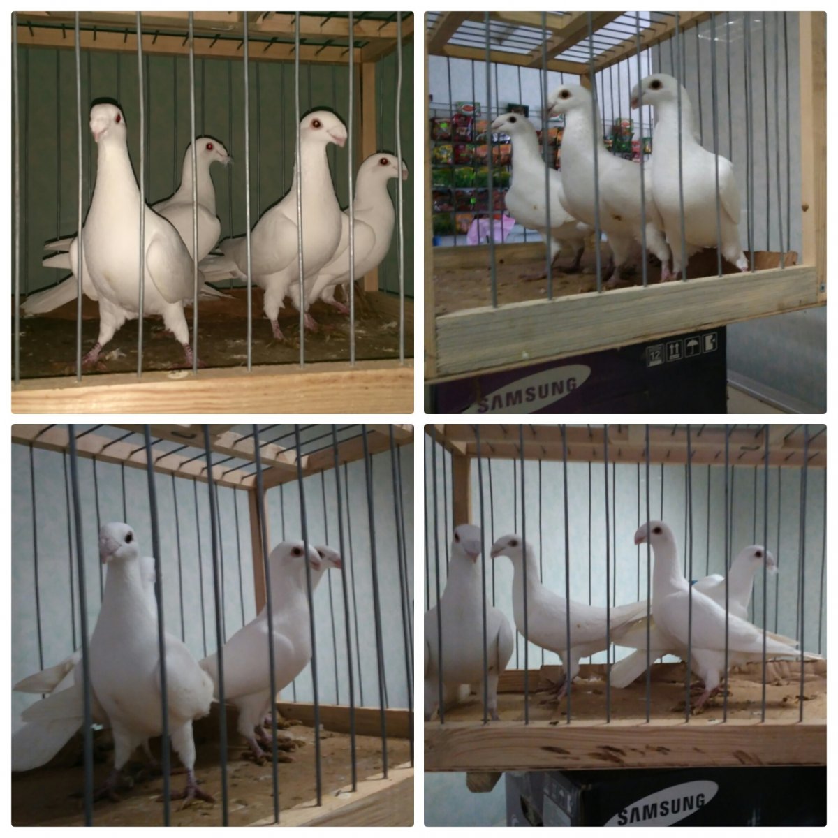 Голуби породы Апатин