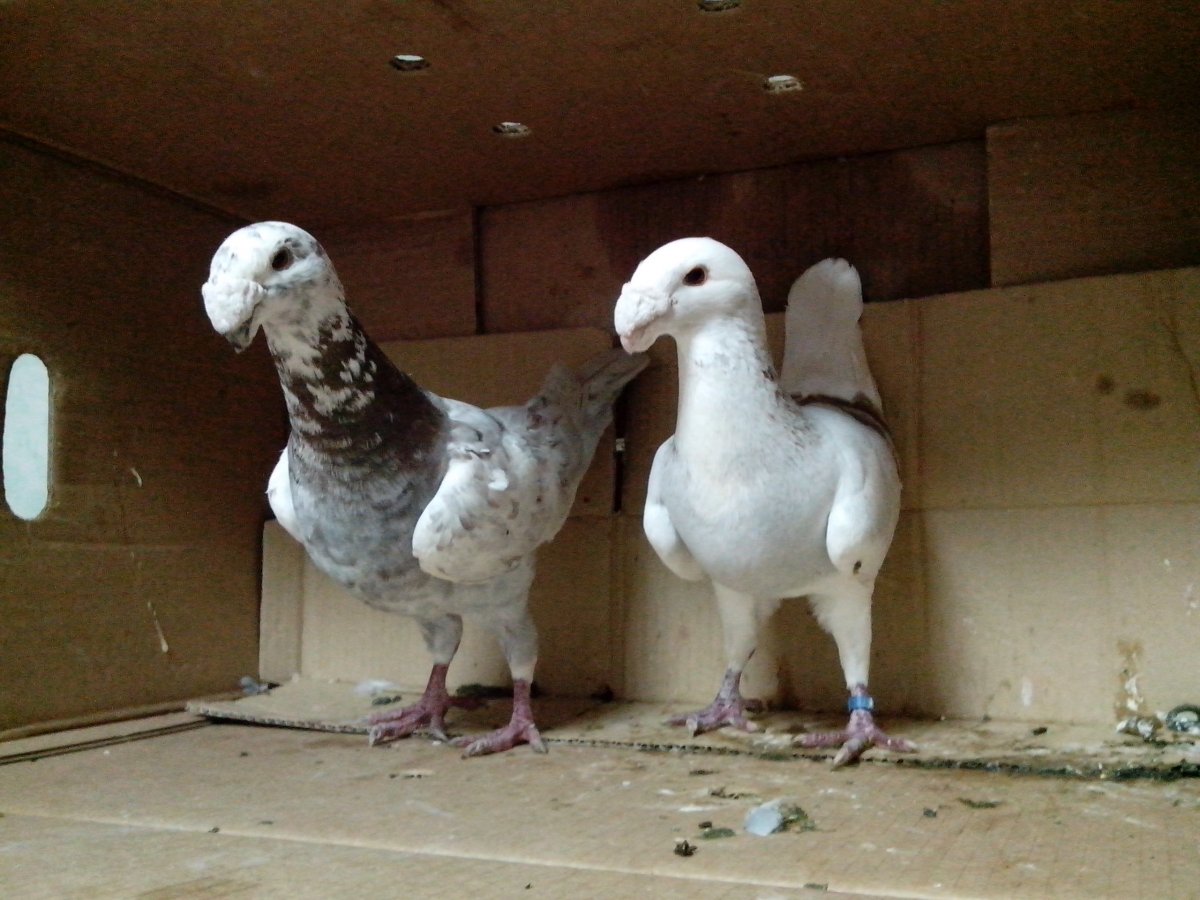 Голуби породы Апатин