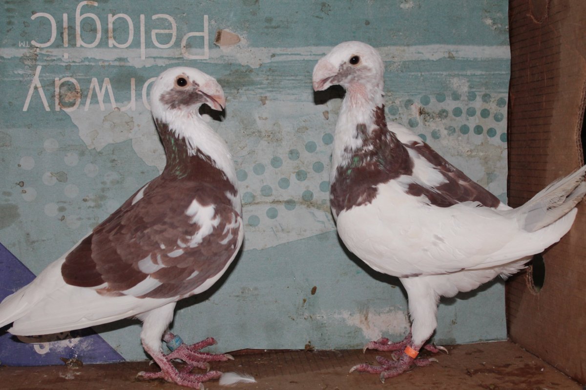 Голубь монах Турман