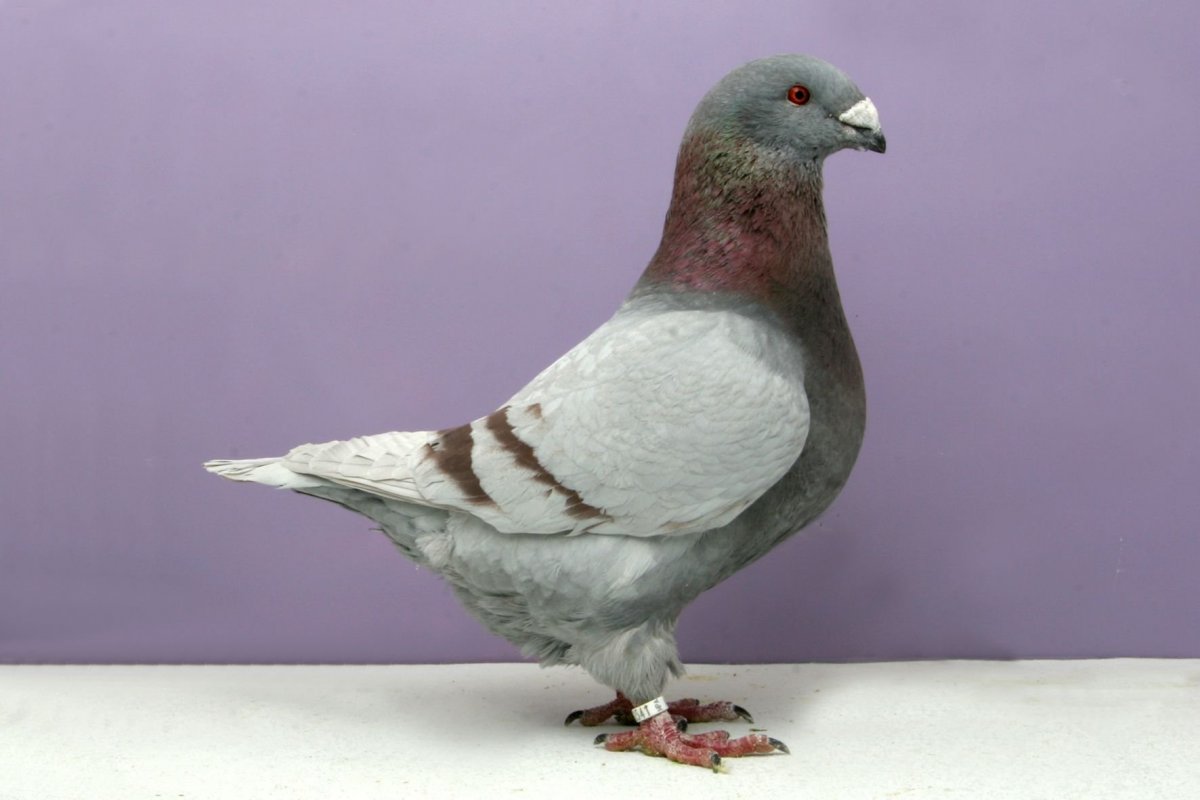 Гоночный голубь Армандо
