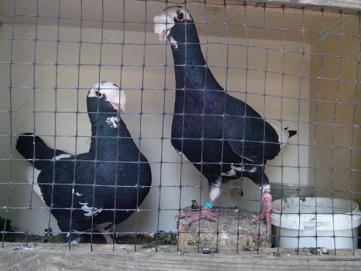 Турецкий сельджуки голуби