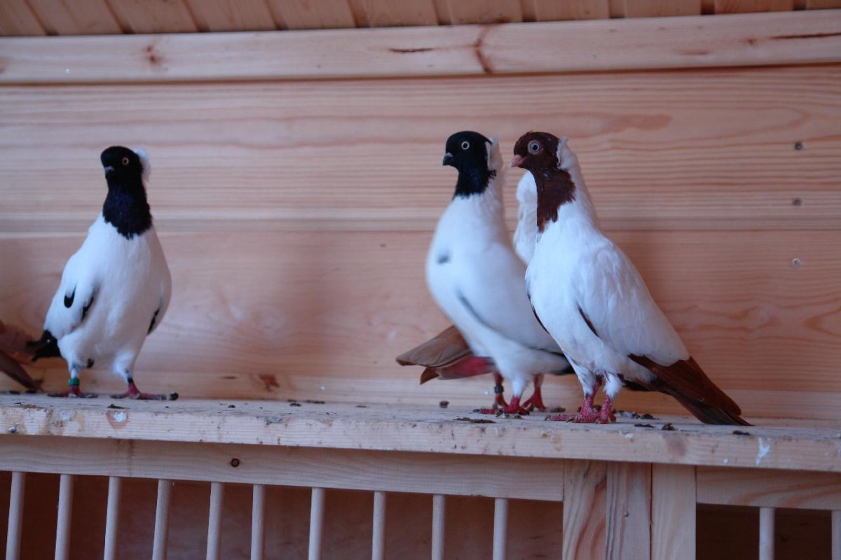 Декоративные голуби