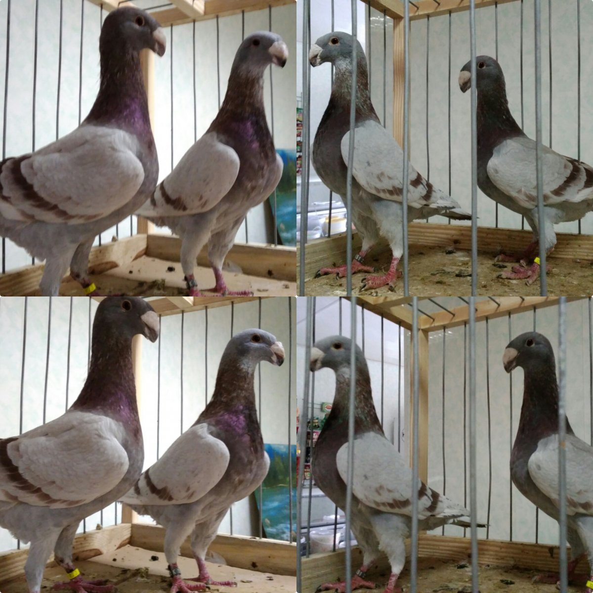 Немецкий Кайзер голубь