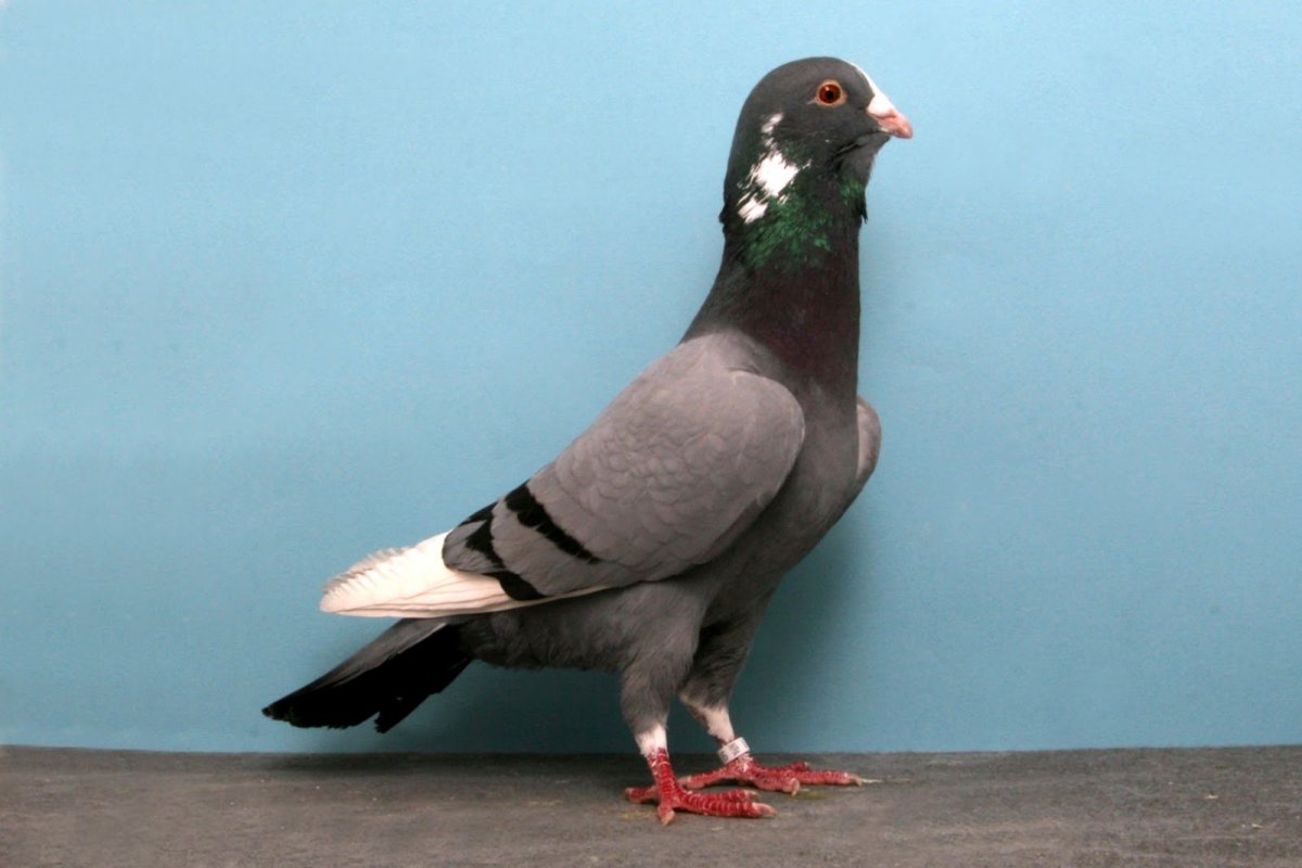 Немецкие почтовые голуби