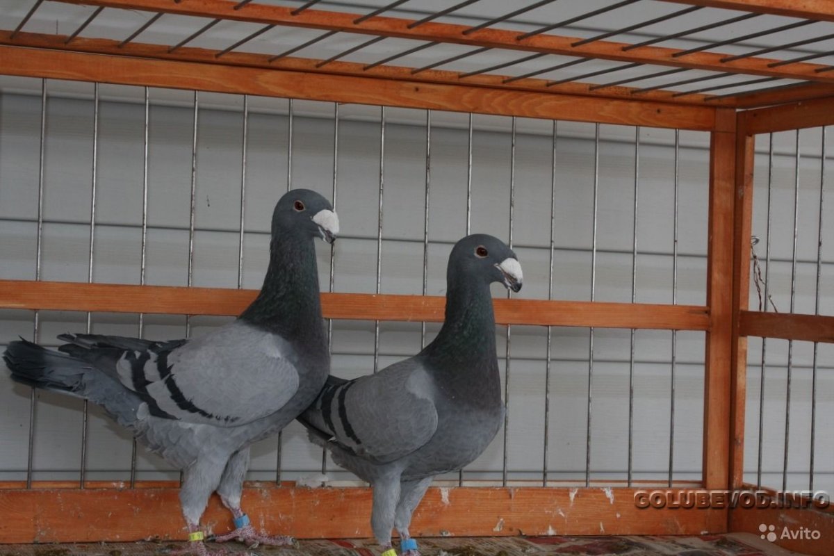 Целиградские голуби