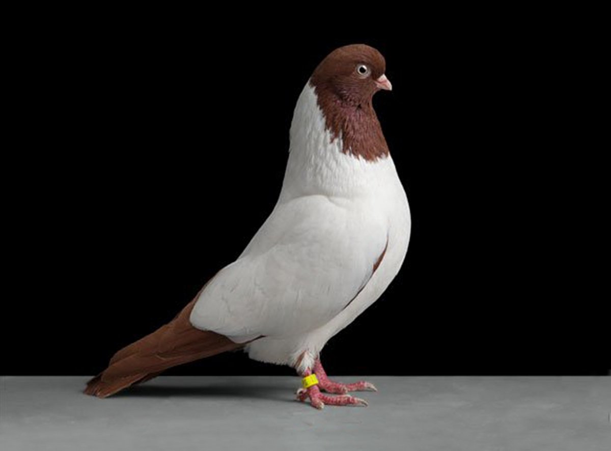 Голуби породы Арденны