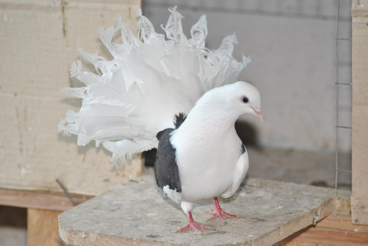 Голуби породы Апатин