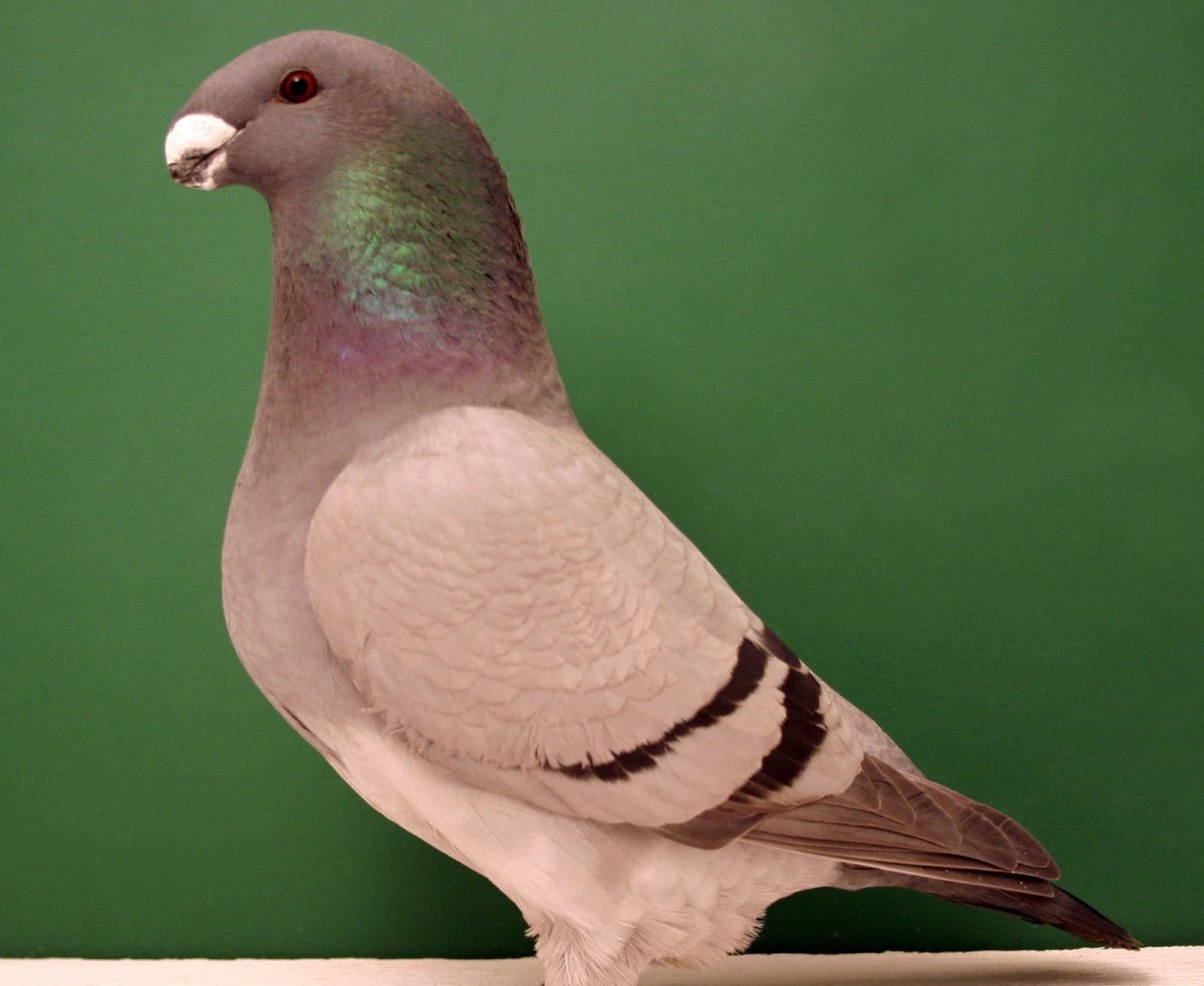 Богемская космоногая Волшебная Ласточка