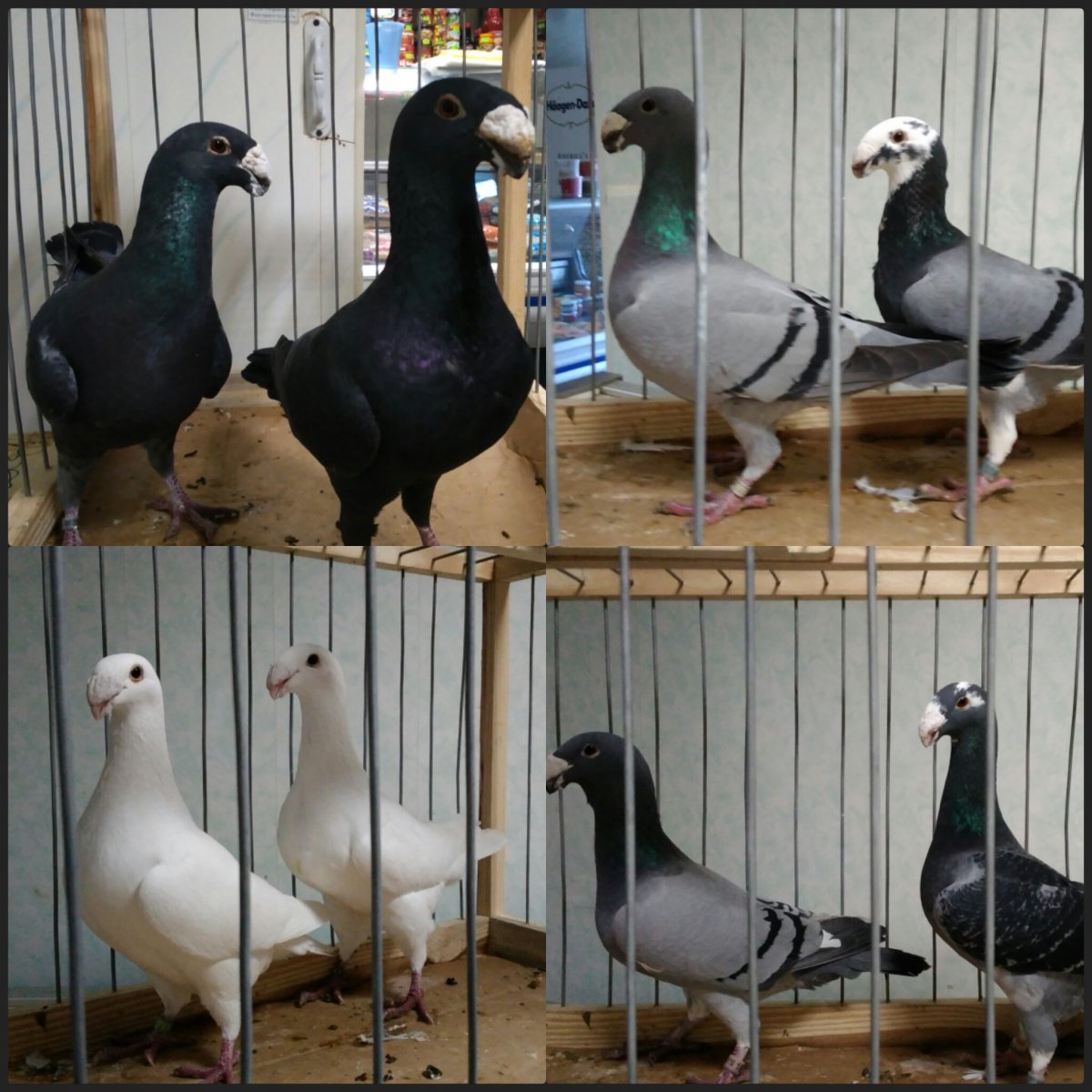 Немецкие выставочные голуби лимонистые