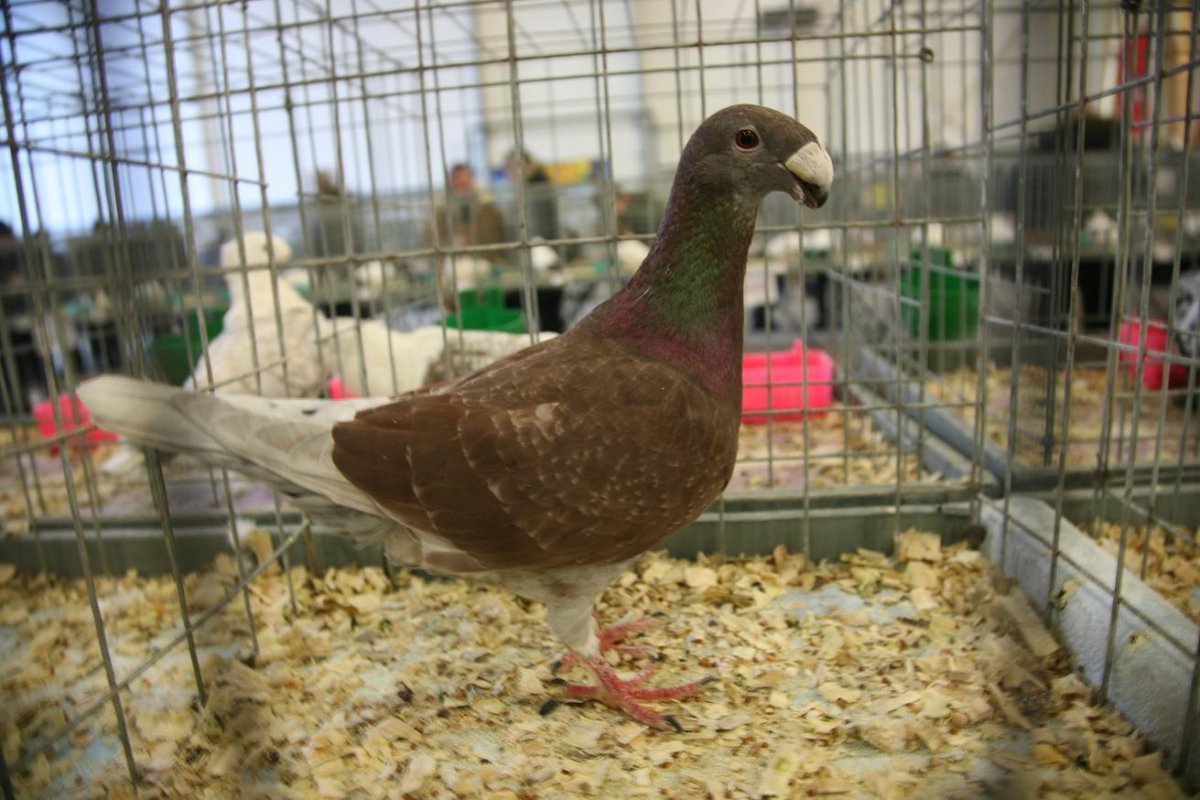 Немецкие выставочные голуби