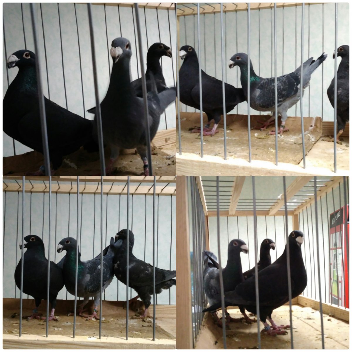 Шелковые голуби Павлины