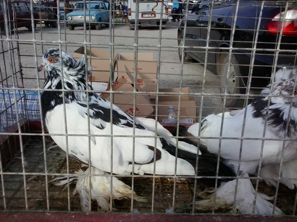 Декоративные голуби ленточные