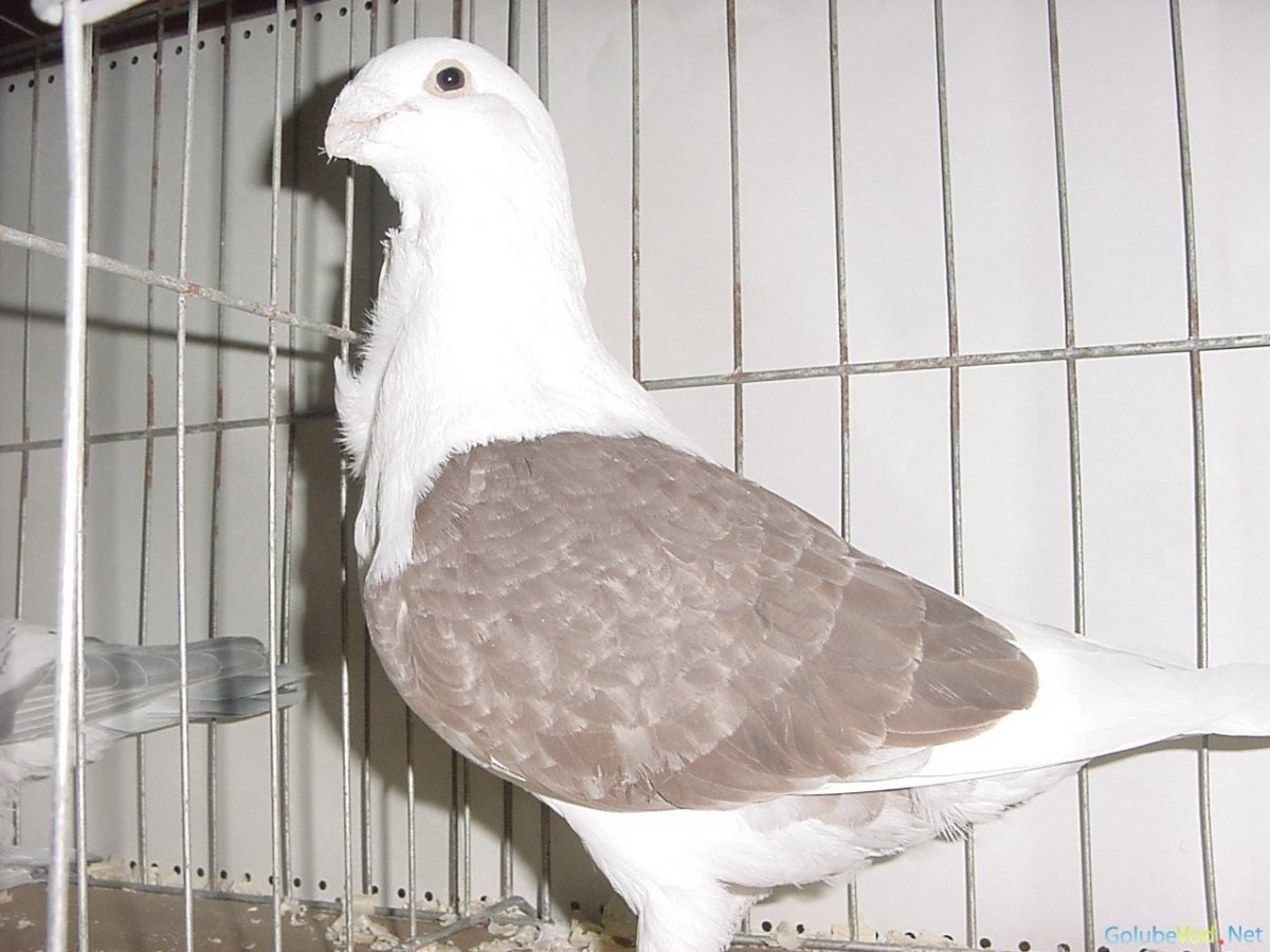 Сизый голубь пятнистый