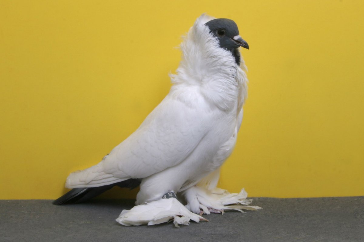 Декоративные голуби