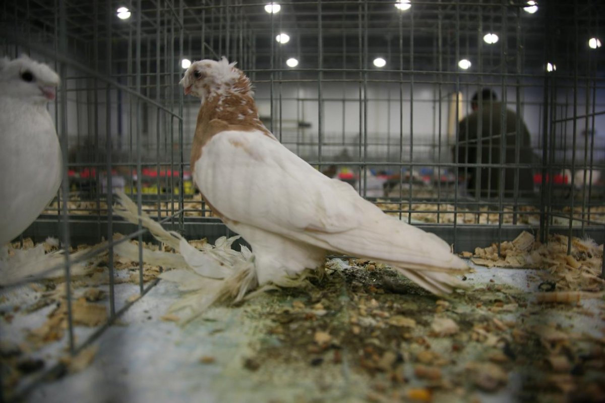 Голуби породы пекинцы