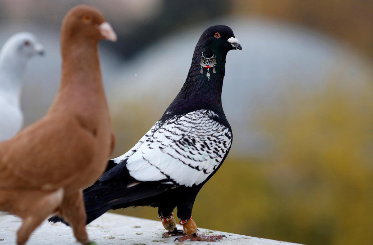 Породы голубей