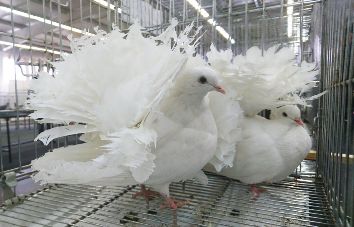 Голуби немецкие немцы Московский Фестивальный