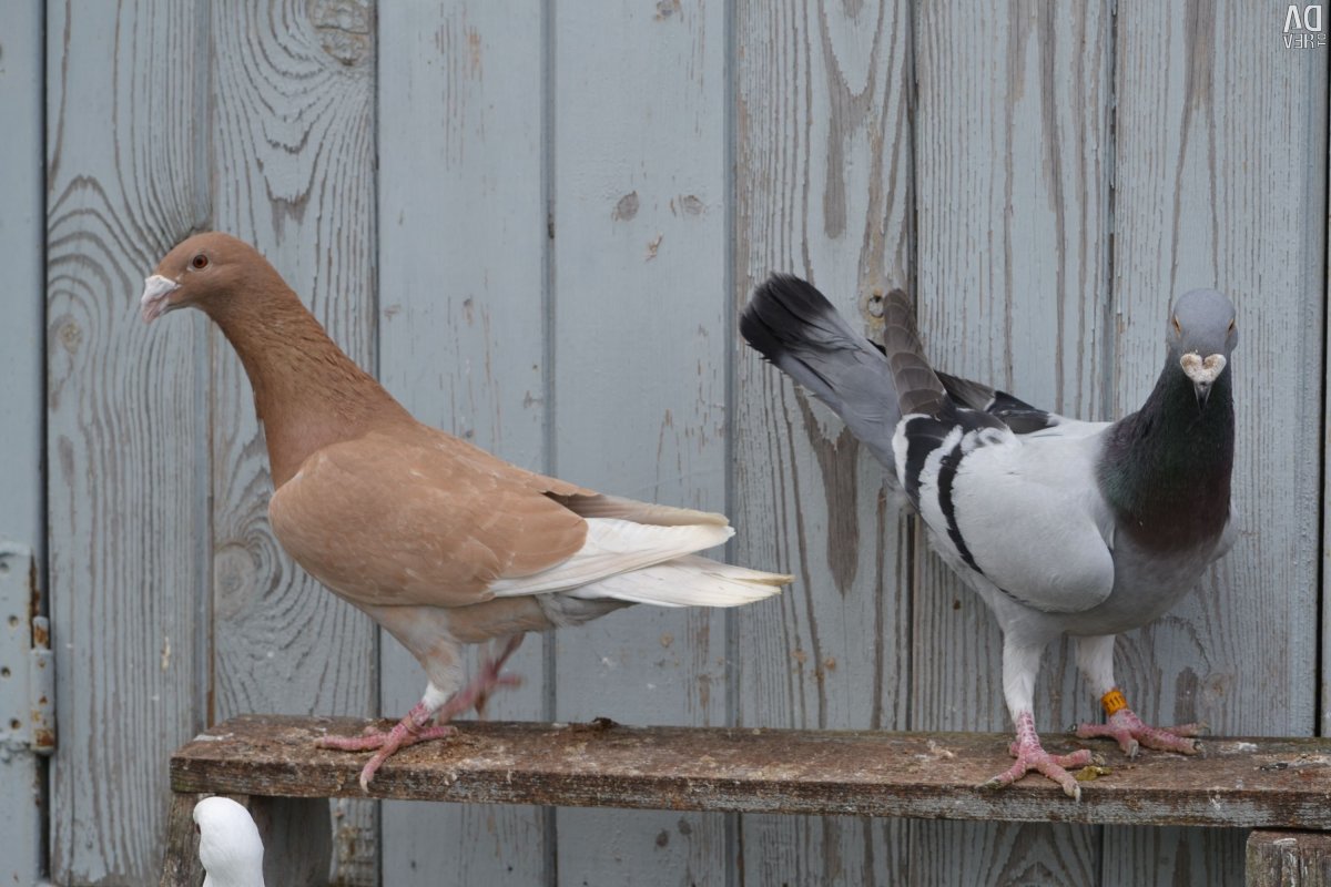 Голуби Павлины чубатые лохмоногие