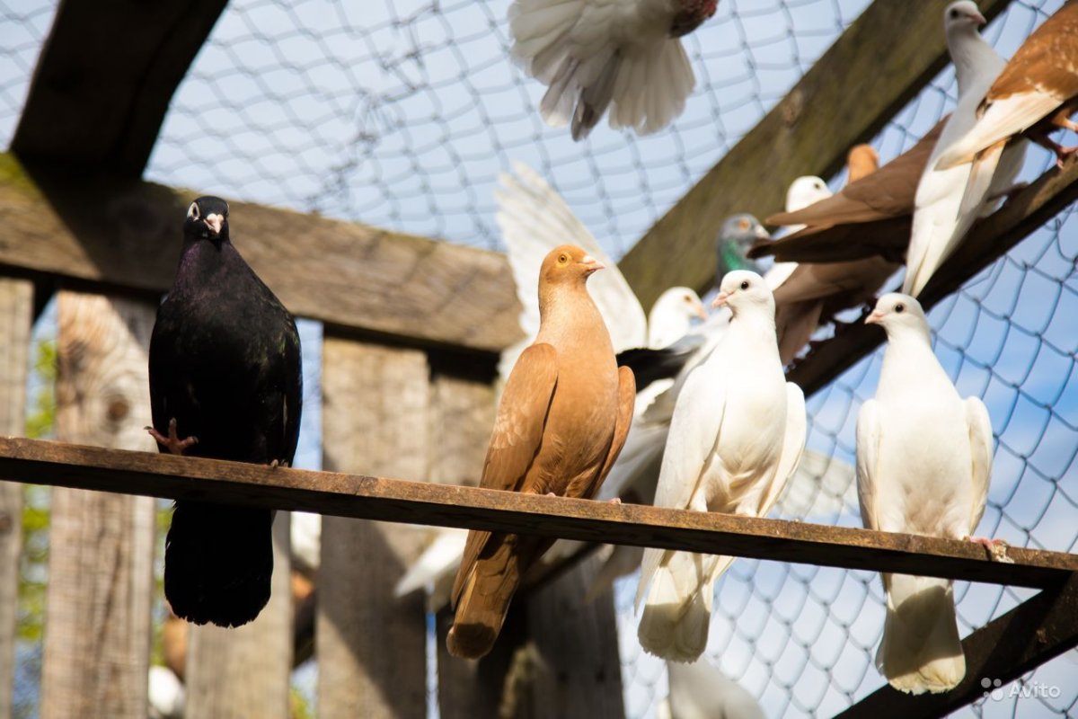 Голуби почтари чехи