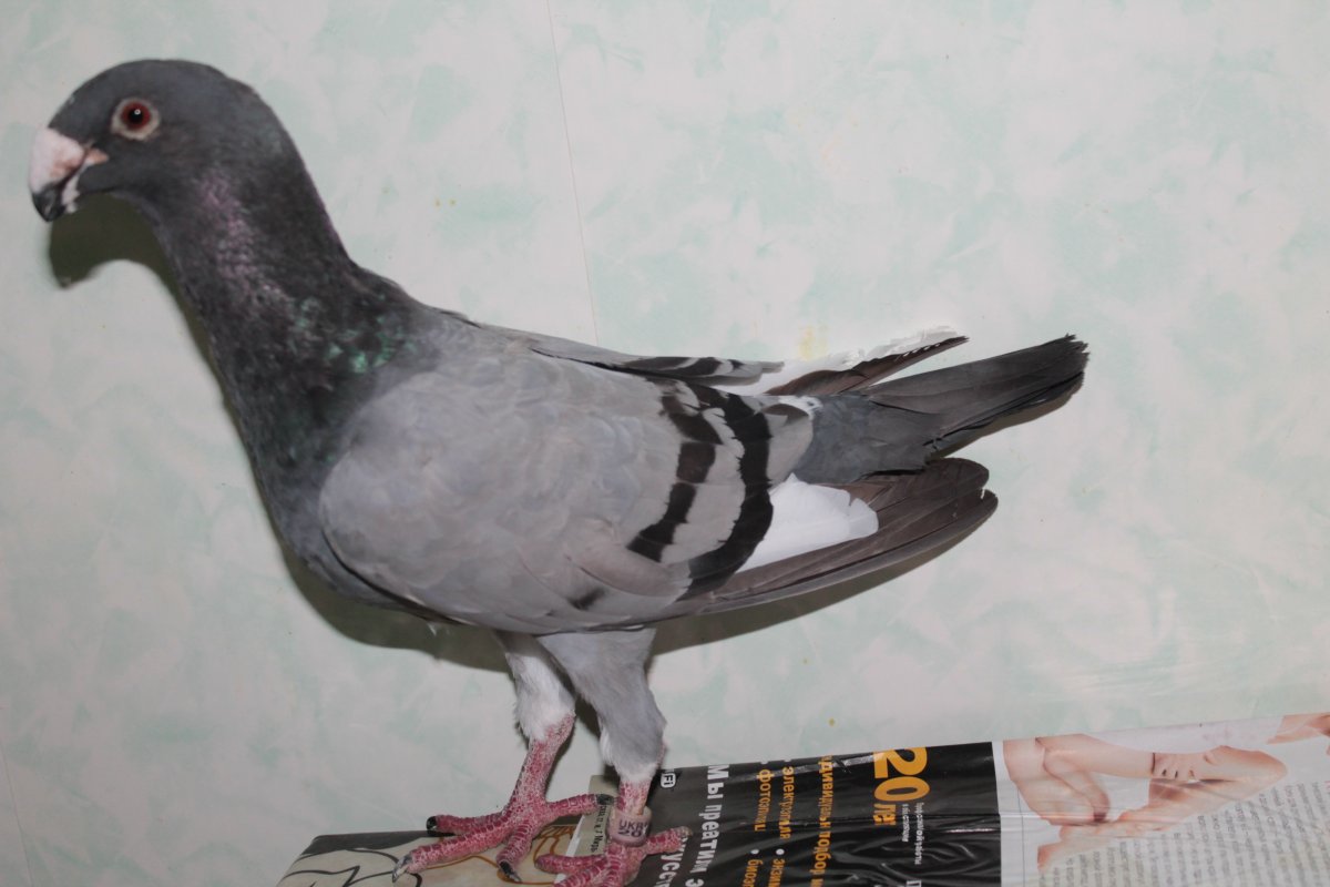 Богемская космоногая Волшебная Ласточка