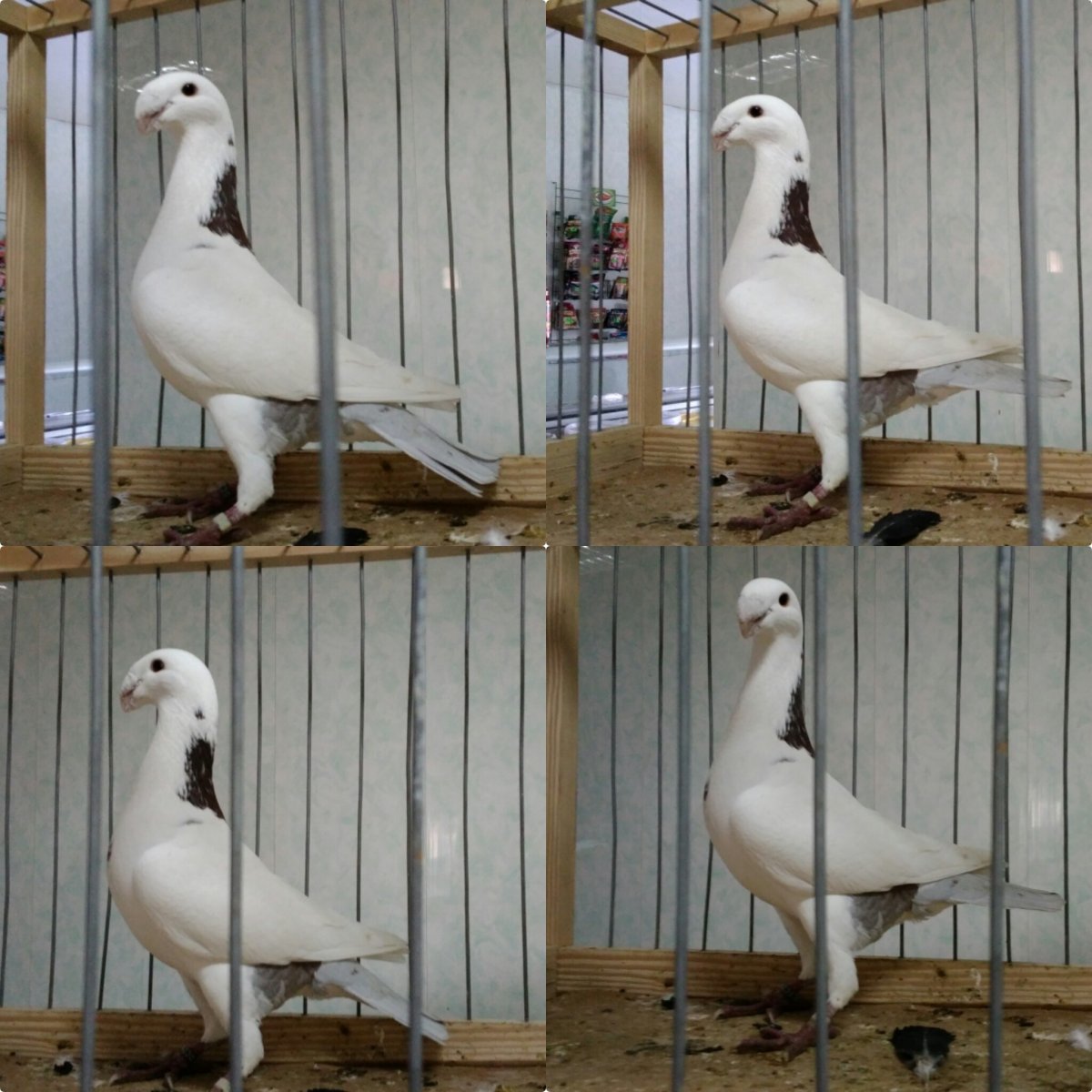 Голуби породы магнитогорцы