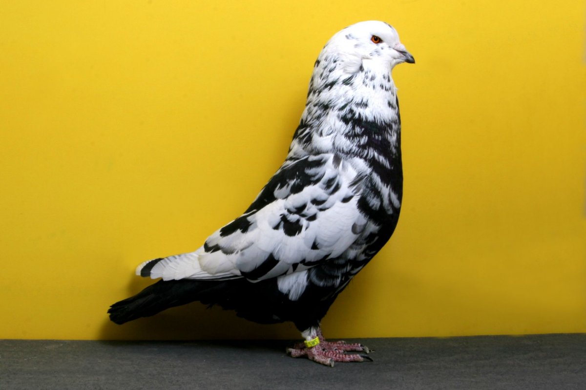 Голуби породы Каплан
