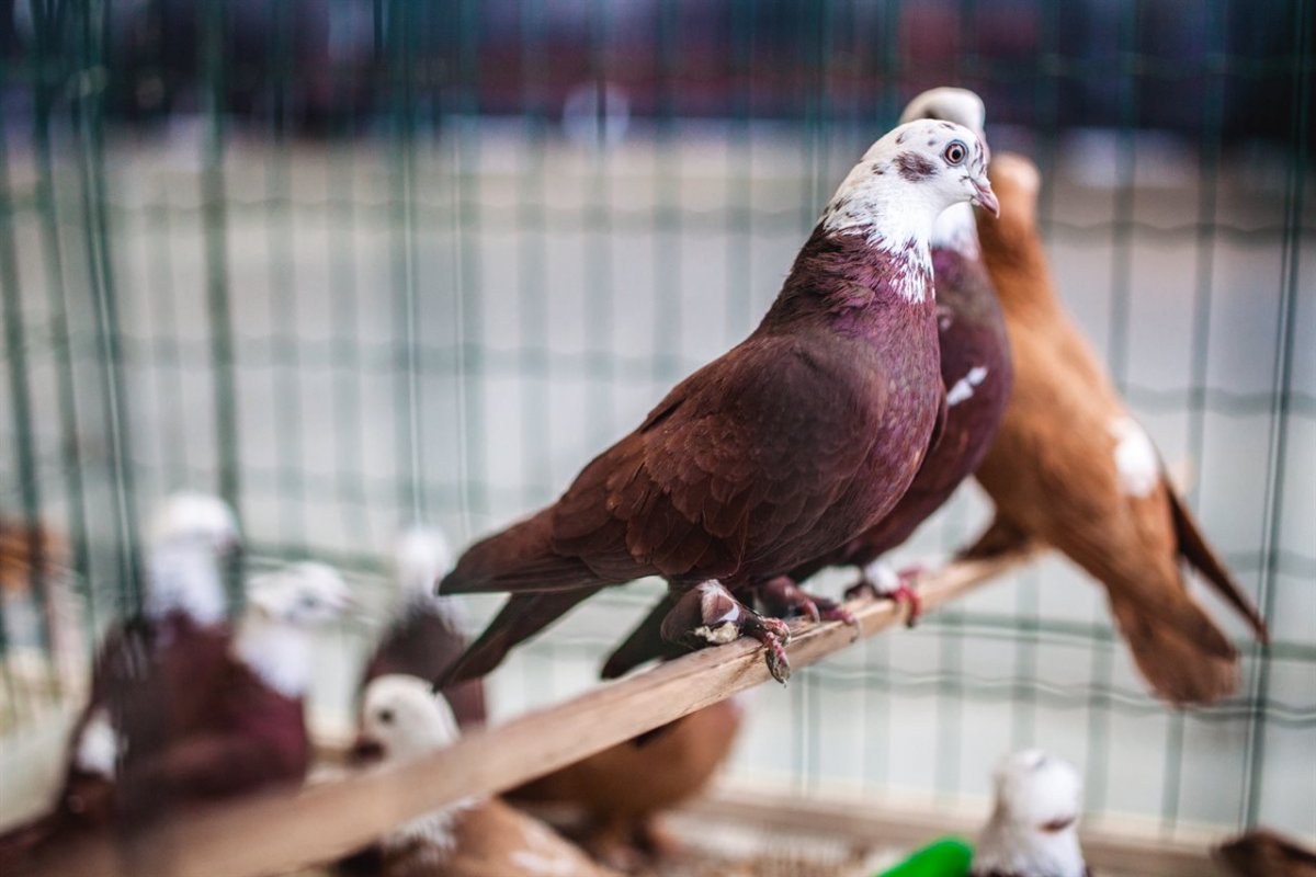 Голуби китайская Чайка лимонистая