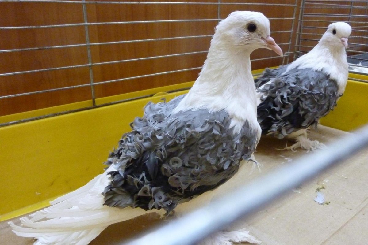 Московские немцы голуби