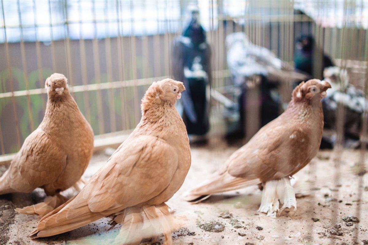 Голуби породы Павлин