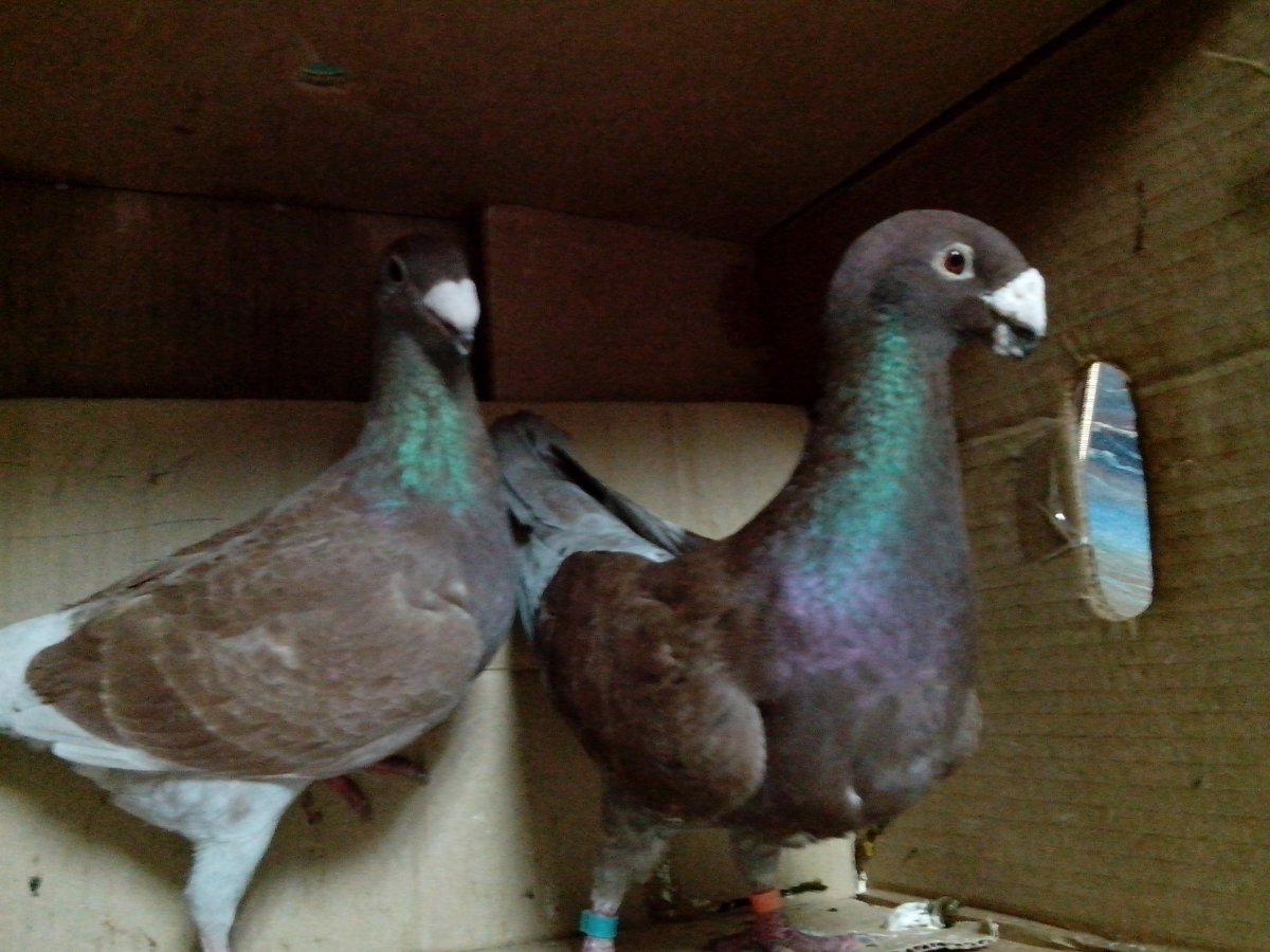 Голуби немцы выставочные