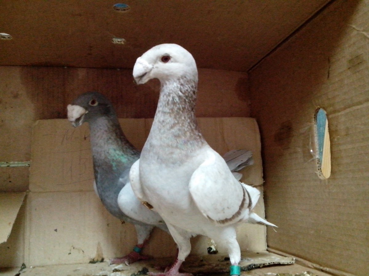 Очень красивые голуби